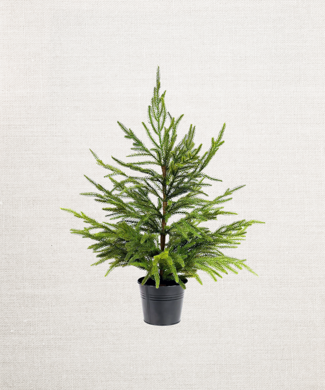 24in Soft Touch Tabletop Faux Norfolk Pine Tree