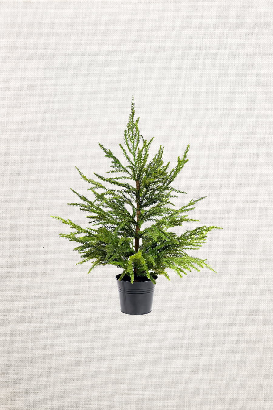 24in Soft Touch Tabletop Faux Norfolk Pine Tree