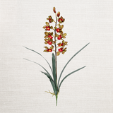 Cymbidium Faux Orchid with Leaves Bush - Poka Dot Color
