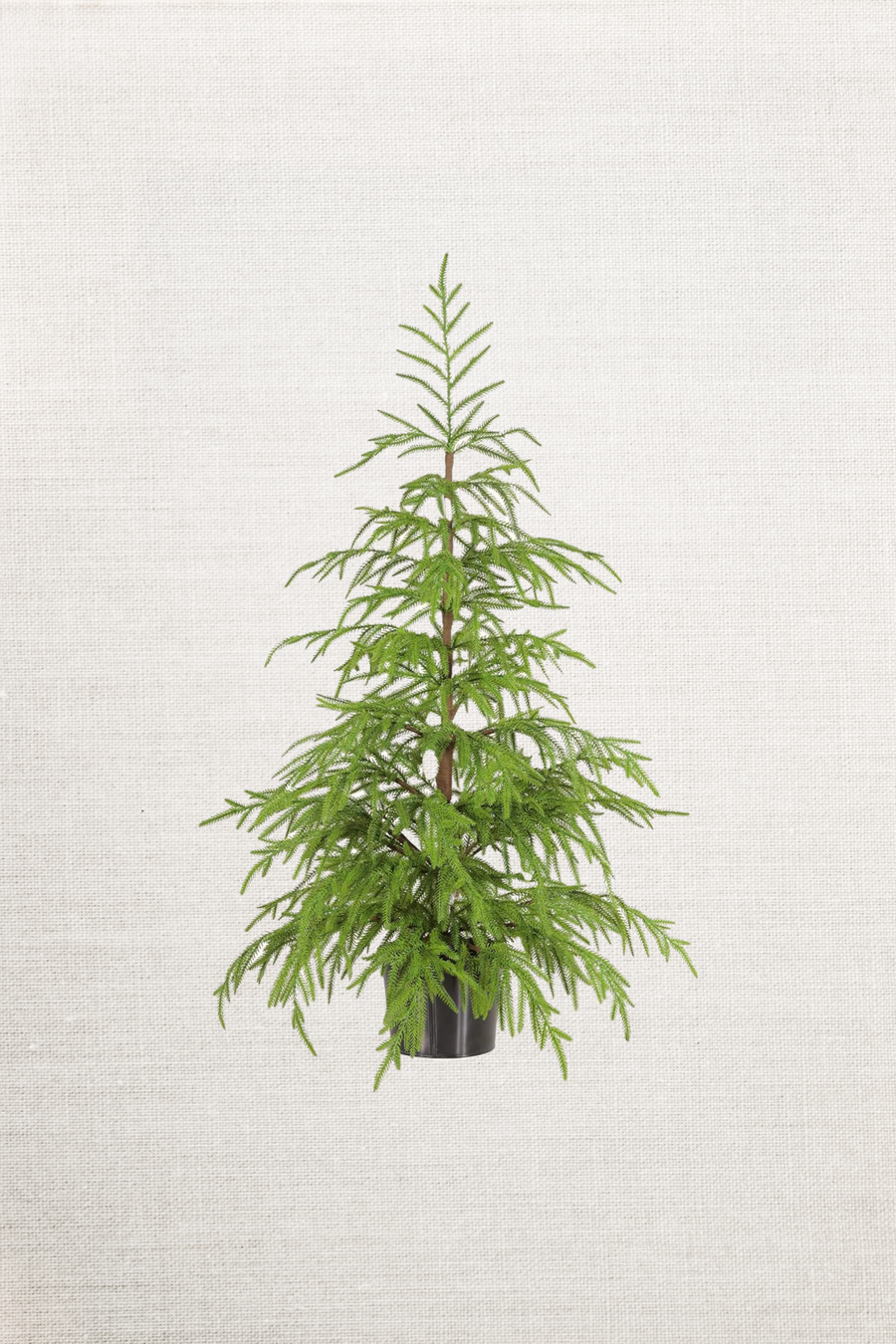 36in Soft Touch Faux Norfolk Pine Tree