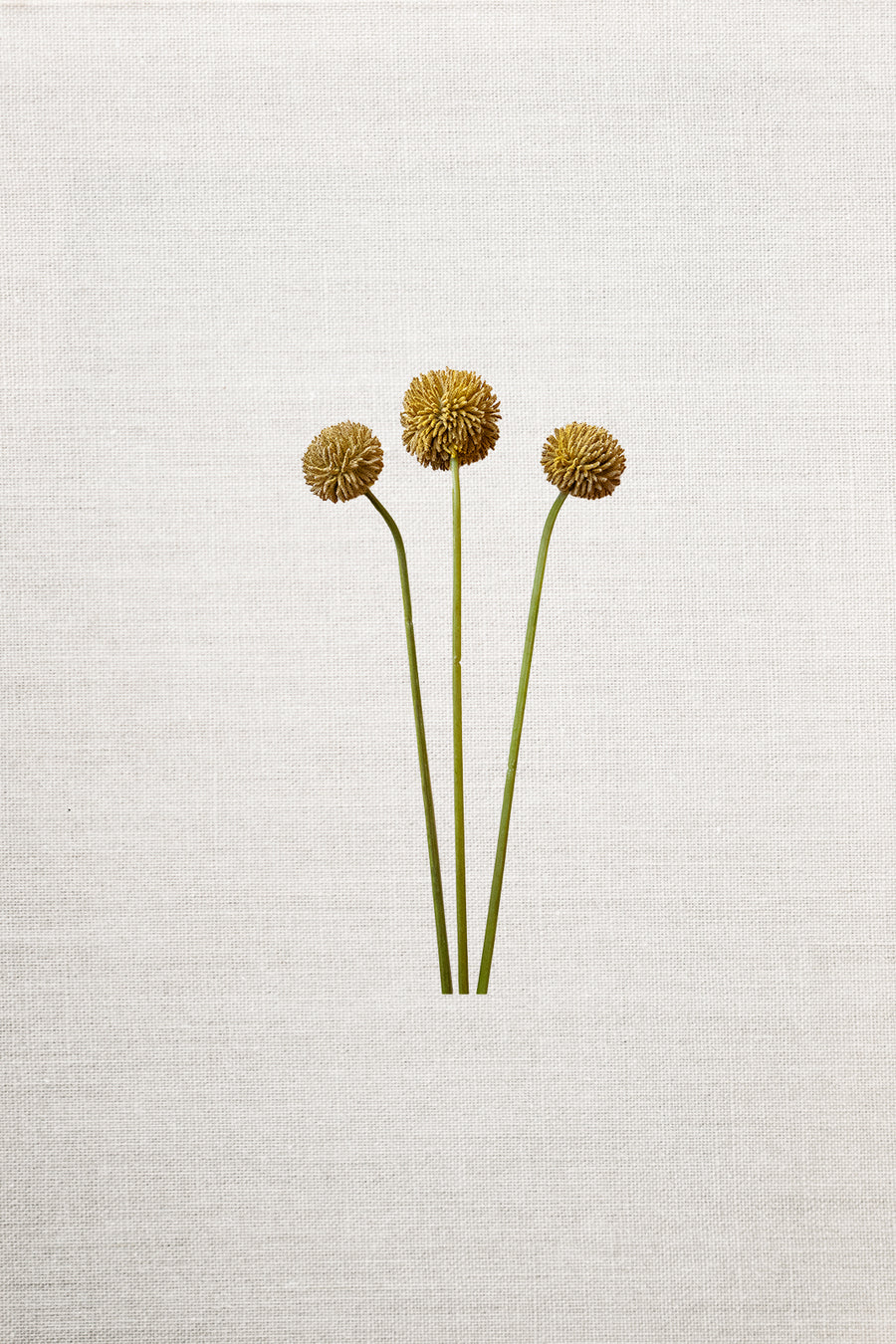 Craspedia Floral Bunch