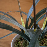 Cymbidium Faux Orchid with Leaves Bush - Poka Dot Color