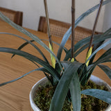 Cymbidium Faux Orchid with Leaves Bush - Poka Dot Color