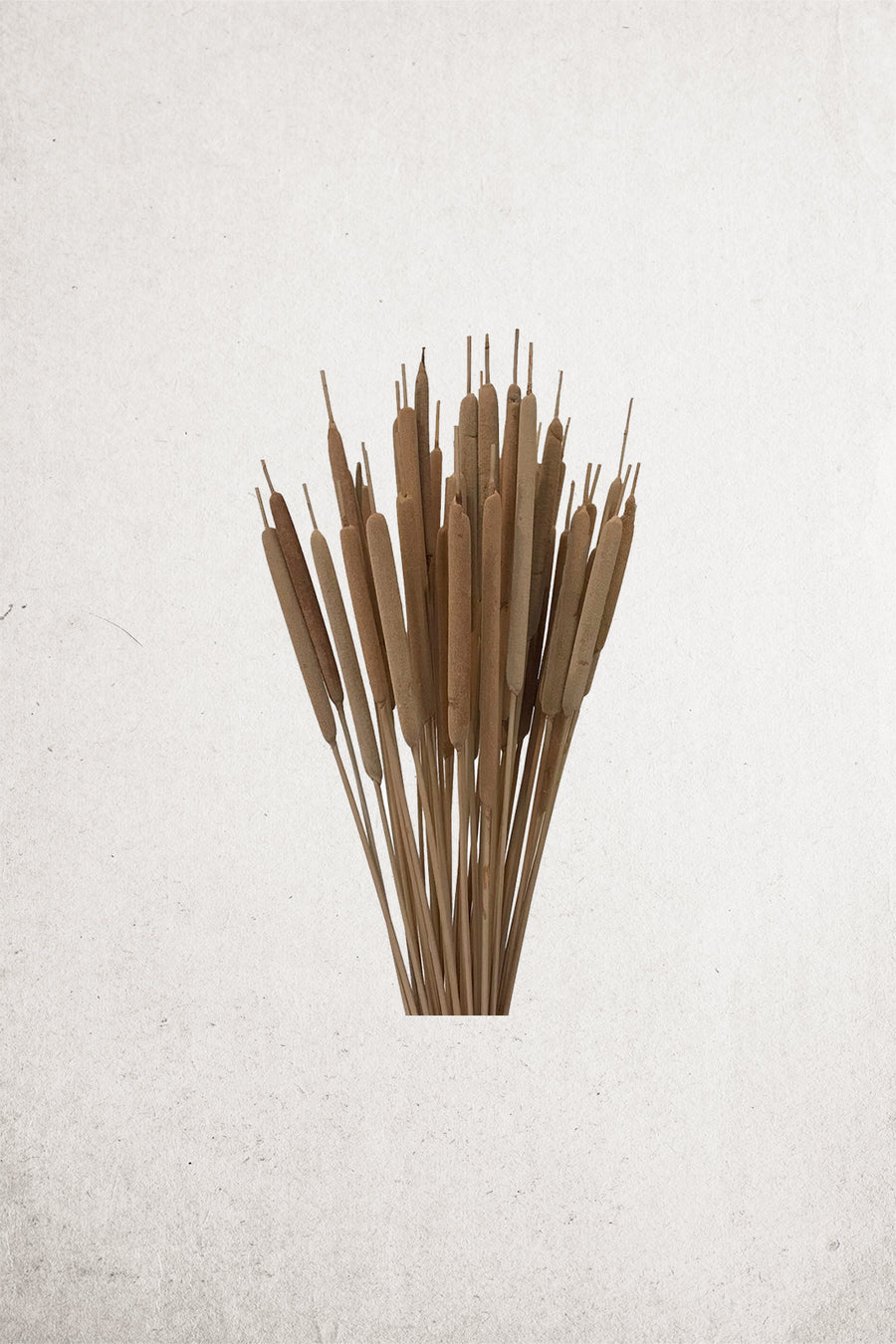 Dried All Natural Cattail Bundle