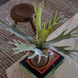 Faux Lifelike Staghorn Fern Stem