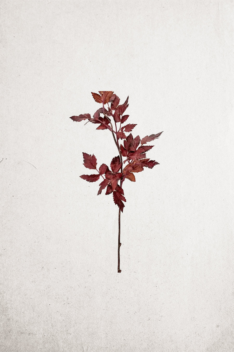 Faux Plum Cimicifuga Ramosa Leaf Spray - 19.5"