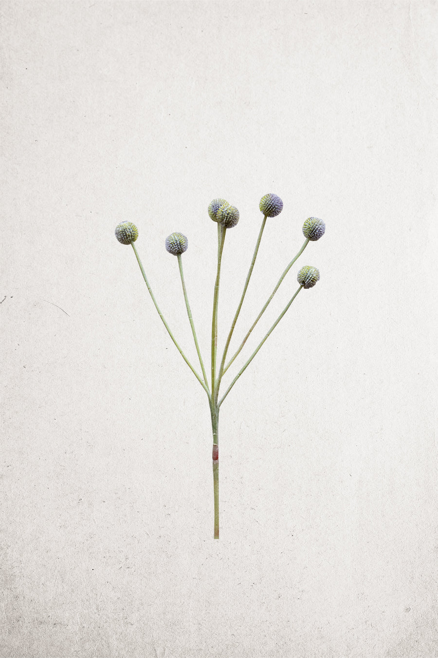 Faux Silver Craspedia Billy Ball Bud Spray