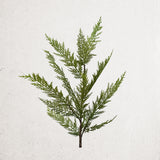 36in Fresh Touch Faux Lebanon Cedar Spray