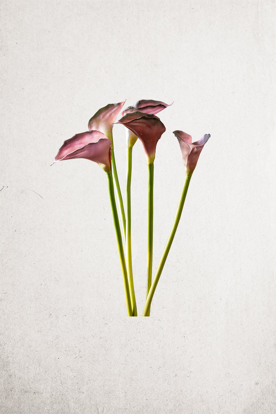 Large Burgundy Calla Lily Stem