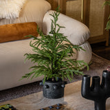 24in Soft Touch Tabletop Faux Norfolk Pine Tree
