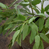 Natural Touch Eucalyptus Spray