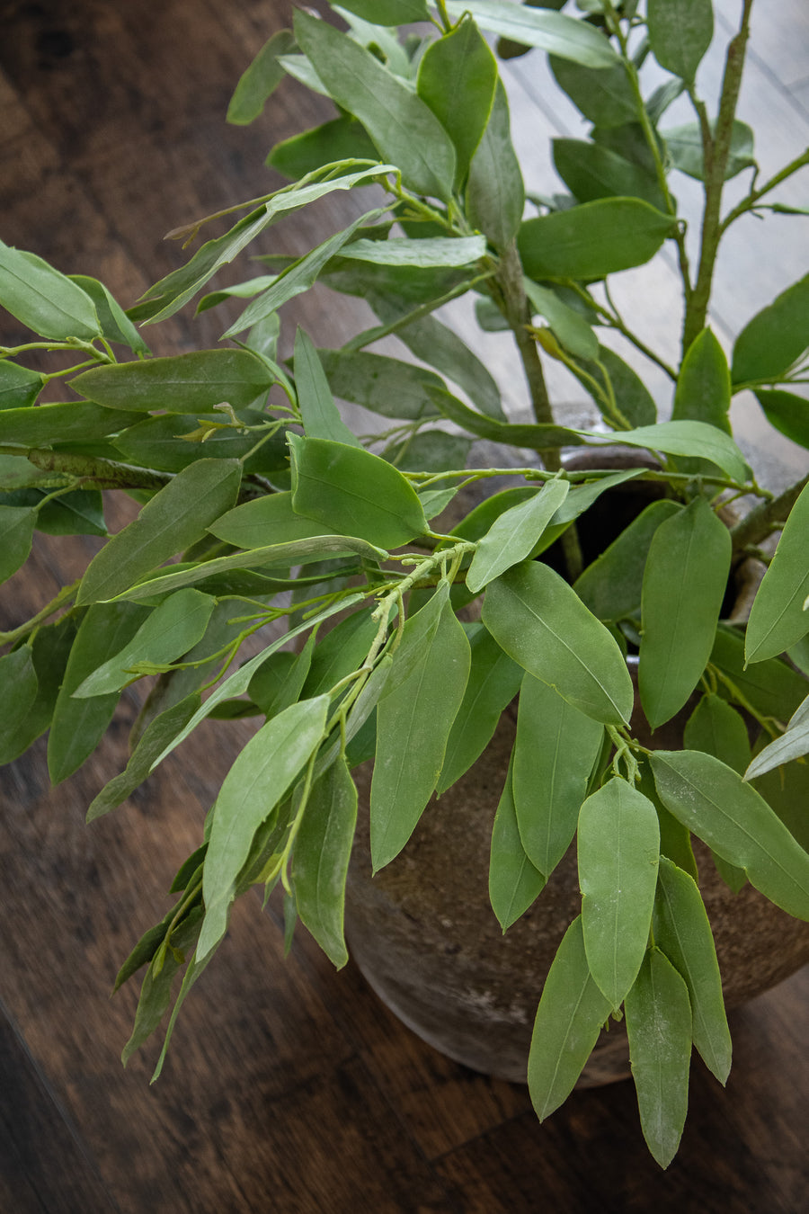 Natural Touch Eucalyptus Spray