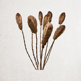 Dried Brushed Copper Simeon Pod Bundle