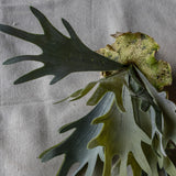 Faux Lifelike Staghorn Fern Stem