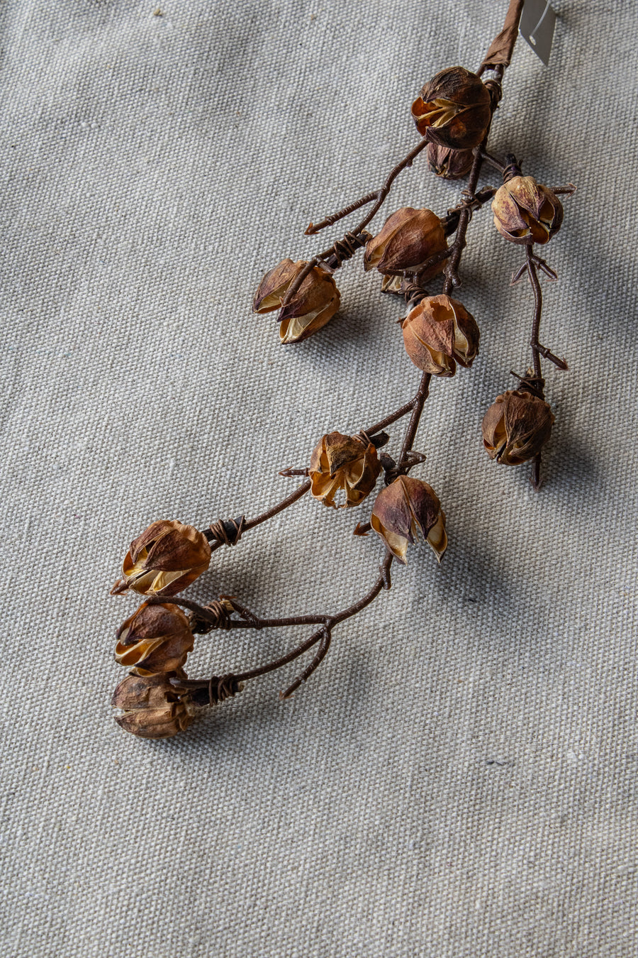 Dried Cotton Pod Botanical Stem
