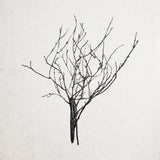 Real Dried Branch Stems