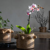 Handcrafted Maya Cement Planter Pot